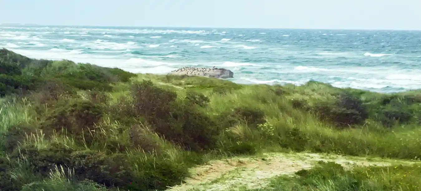 A grassy sand dune near Vesterhavet in Denmark